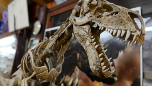 El sueño del museo privado en Bariloche que se derrumbó y derivó en una causa por contrabando