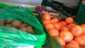 Incautaron cerca de 2.000 kilos de pomelos infectados con mosca de los frutos