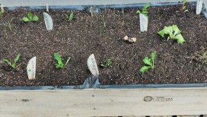 Septiembre = primavera: ¿qué sembramos?