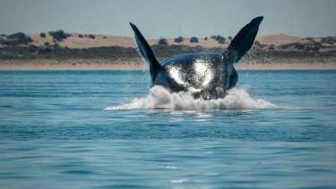 Las ballenas ya pueden verse en Las Grutas
