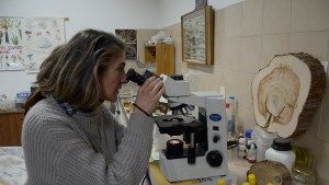 La Xiloteca de la UNCo: una colección de maderas fundamental para el estudio e investigación en San Martín de los Andes 