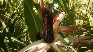 Maíz negro del Comahue: técnicas de producción y su utilización para consumo humano