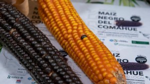 Maíz negro, cuáles son los beneficios de esta variedad autóctona de la Patagonia norte