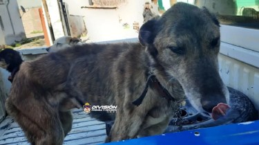 Uno de los ocho perros que un vecino del barrio Tiro Federal de Chos Malal tenía en su casa, atados y en evidente estado de desnutrición. (Prensa Policía de Neuquén)