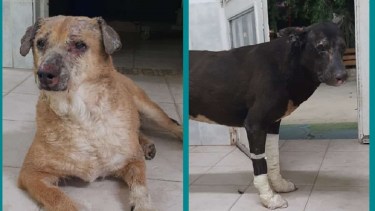 Buscan hogar para los perros heridos en el incendio en el incendio de la refinería NAO en Plaza Huincul. Foto: https://www.facebook.com/cecilia.merino.52