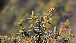 Plantas autóctonas: Vidriera, uno de nuestros arbustos