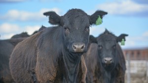 42° Expo Rural de Choele Choel: Pastoreo y ecosistema, hacia una ganadería sostenible