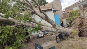 Alerta por viento y nieve en Neuquén: las ráfagas superan los 100 km/h y afectan a varias localidades