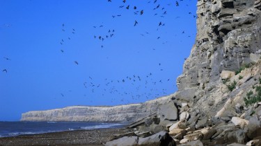 La colonia de loros aún no tiene ningún estatus de protección legal, según advierten científicos y ambientalistas /Crédito: WCS Argentina