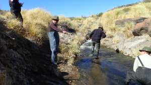 Controlan peces invasores para preservar a la mojarra desnuda y a la ranita de Valcheta