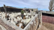 Imagen de Inyectarán más $ 50 millones para fortalecer al sector caprino de Río Negro