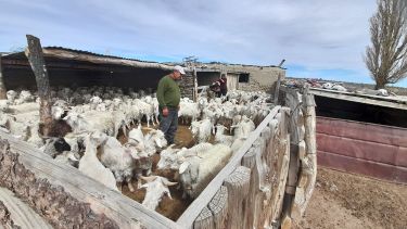 Más de 150 pequeños productores caprinos serán beneficiados. Foto: gentileza. 