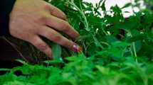 Imagen de «Origen Neuquén»: inteligencia artificial aplicada a la huerta agroeco y compostaje