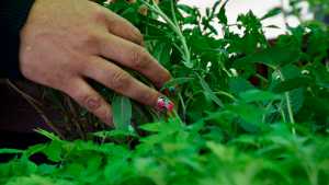 «Origen Neuquén»: inteligencia artificial aplicada a la huerta agroeco y compostaje