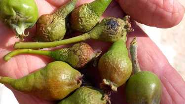 Porductores de Roca mostraron los daños en la fruta tras la helada del último día de octubre. Foto: gentileza