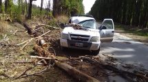 Imagen de Un trabajador de ARSA fue hospitalizado luego de que se le cayera un árbol, en Roca