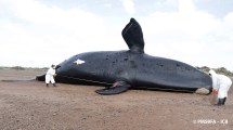 Imagen de Subió a 30 el número de ballenas halladas muertas en Chubut