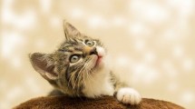 Imagen de 29 de octubre: «Día internacional del Gato»