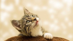 29 de octubre: «Día internacional del Gato»