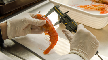 Exploraron cuál era la presencia de concentraciones de langostino que es vulnerable a la red tangonera comercial 
Crédito: Inidep