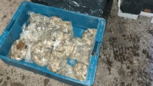 Decomisaron 35 bolsas de ostras transportadas de manera clandestina en Chichinales
