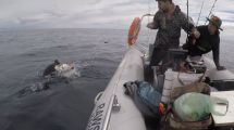 Imagen de Video: un pícaro lobito les robó un salmón a unos pescadores en Las Grutas