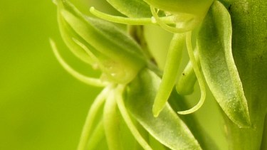 Es una planta de pequeñas dimensiones y de crecimiento cerrado. Suele encontrarse en caminos abiertos, arenosos, húmedos y anegados.