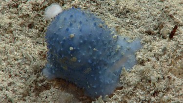 En el caso de estas criaturas, que se encuentran inmóviles en la profundidad del mar, se estima que se trata de una nueva especie de coral.-