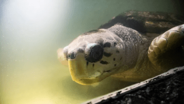 El tortugo Jorge tendrá una readaptación a la vida natural en Mendoza.  Foto: Sitio Andino