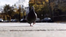 Imagen de ¿El virus de las «palomas zombies» puede transmitirse a los humanos? Un síntoma clave tiene la respuesta