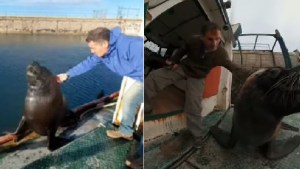 La historia entrañable de una amistad: Coco el lobo marino y el Ruso