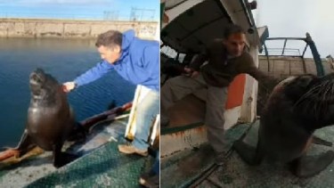 Coco, el lobo marino y el Ruso, son furor en redes con sus videos. Crédito: @koszel79.
