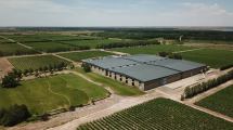 Imagen de Ruta del vino de Neuquén: podrás ir a las bodegas, dormir en un hotel, jugar al golf y al polo