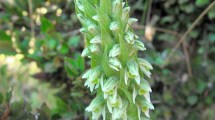 Imagen de Plantas autóctonas: la orquídea patagónica que cautiva a los abejorros