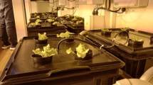 Imagen de Producen verduras en la Antártida Argentina