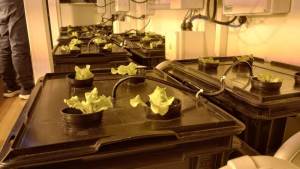 Producen verduras en la Antártida Argentina