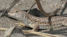 Imagen de Por qué están amenazadas las lagartijas en Patagonia