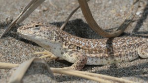Por qué están amenazadas las lagartijas en Patagonia