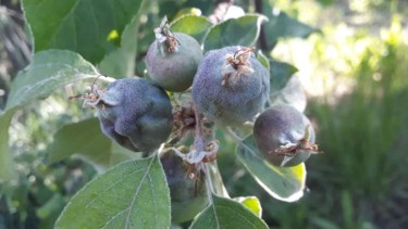 Por el estado fenológico de los cultivos la helada produjo daños cuantiosos. (Producción Neuque´n)