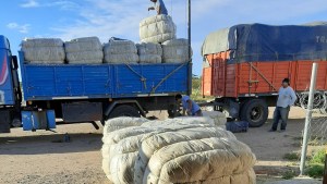 Buenos precios arrojan las primeras ventas de lana de la zafra 2022/23 en la Región Sur
