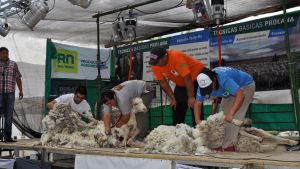 Maquinchao recibirá a esquiladores de distintas provincias en el XIX Campeonato de Esquila Prolana