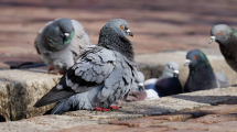 Imagen de Qué es el paramixovirus, el virus que genera las “palomas zombies”