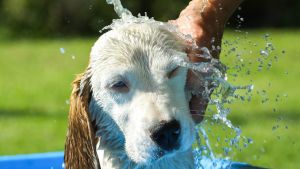 Mascotas: qué se debe tener en cuenta al llevar tu perro a la playa