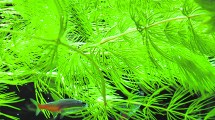 Imagen de Autóctonas: el pinito de agua, una planta atípica