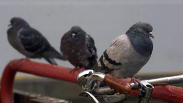Las palomas afectadas por este curioso virus observan dificultades en el sistema nervioso.-