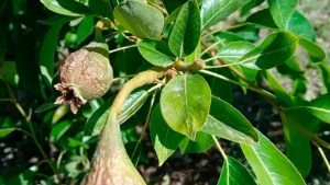 Habrá asistencia económica para los productores afectados por las heladas de fines de octubre