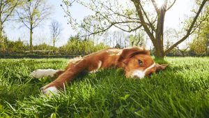Alerta por calor: cómo cuidar a tu perro de las altas temperaturas y no caer en errores comunes