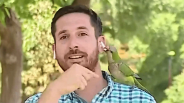 El momento en que el loro le saca el auricular al periodista.