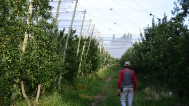 El gobierno rionegrino apunta a facilitar el acceso a las mallas antigranizo vías créditos blandos.