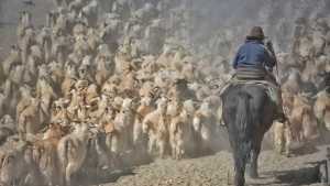 Inseguridad en la trashumancia: aseguran que desde Chile se roban los animales de productores de Neuquén